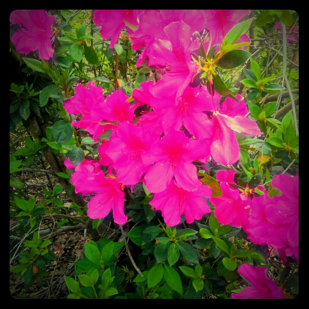 Meet your Posher, Angela